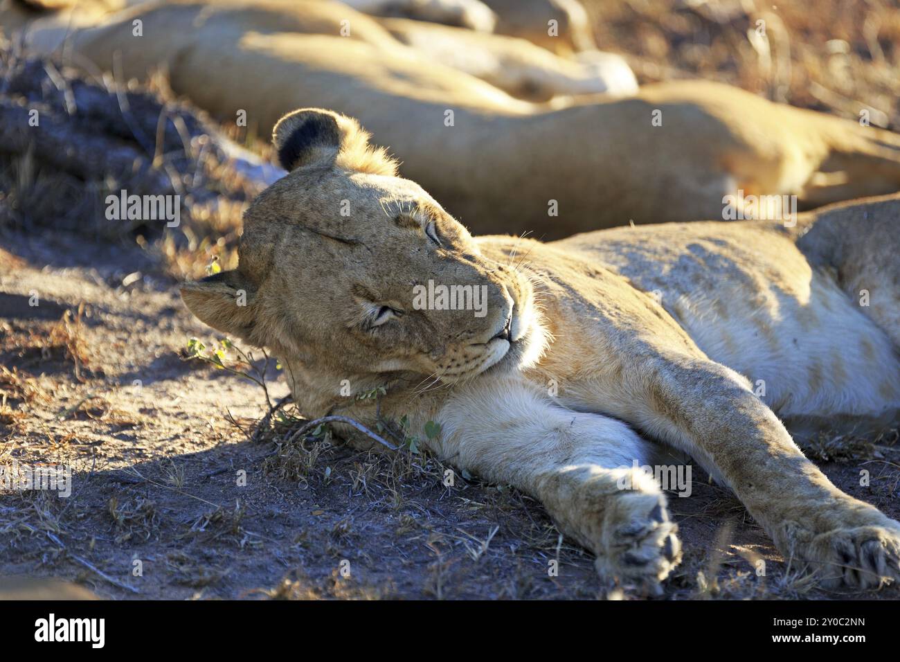 Pride of lions resting Stock Photo - Alamy