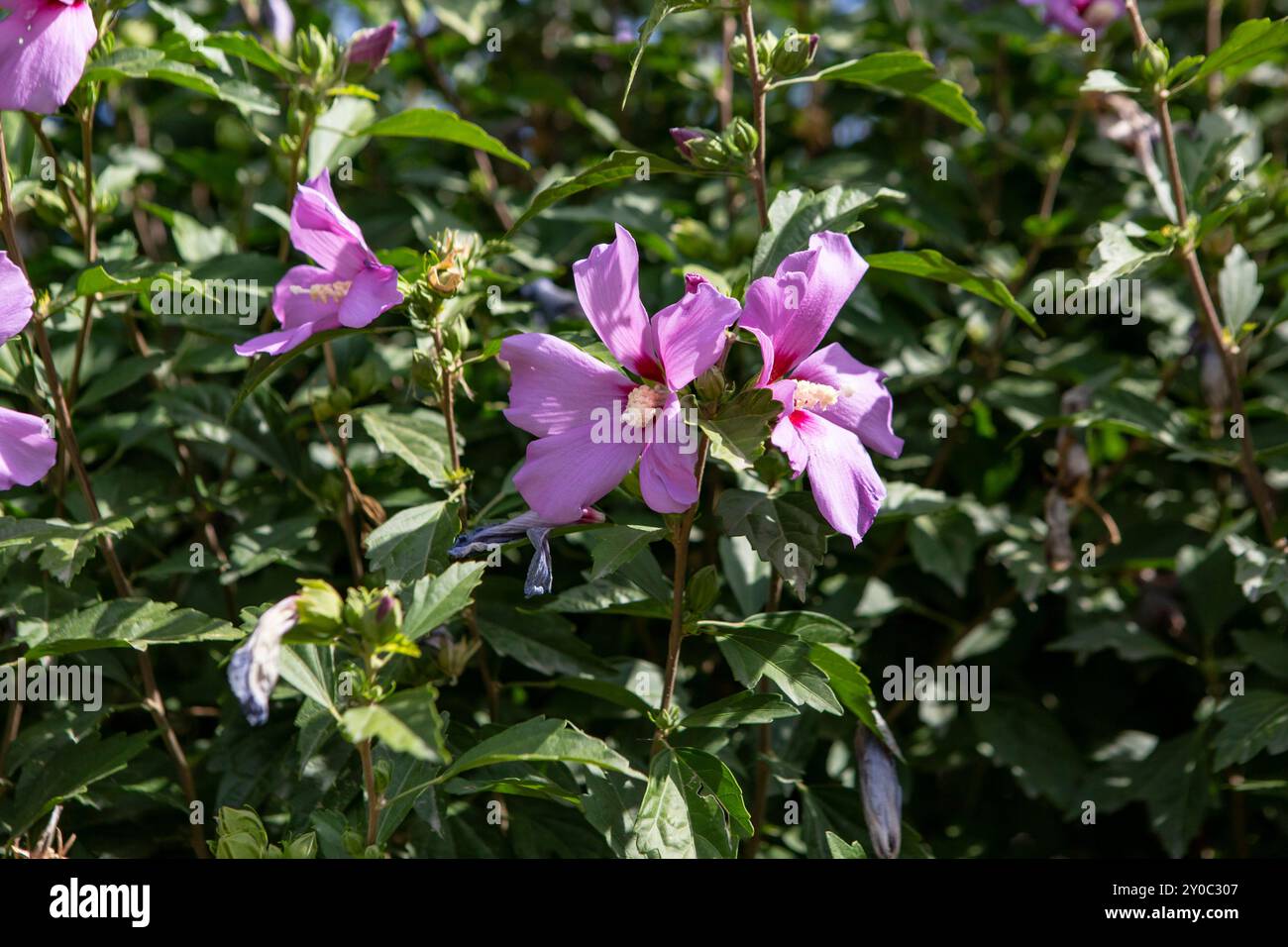 Hibiscus syriacus flowers sunlit close Stock Photo - Alamy