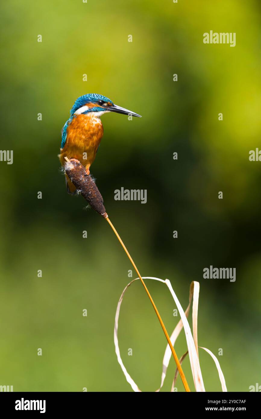 Common kingfisher Alcedo atthis, adult male perched on reedmace seed head, Suffolk, England, August Stock Photo