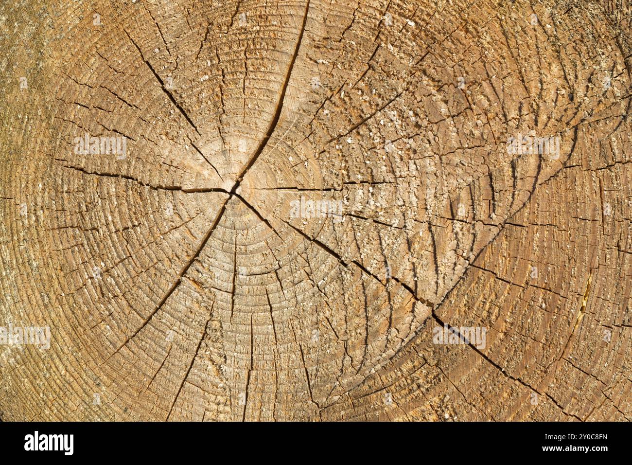 Cross-section of a tree trunk with annual rings Stock Photo - Alamy