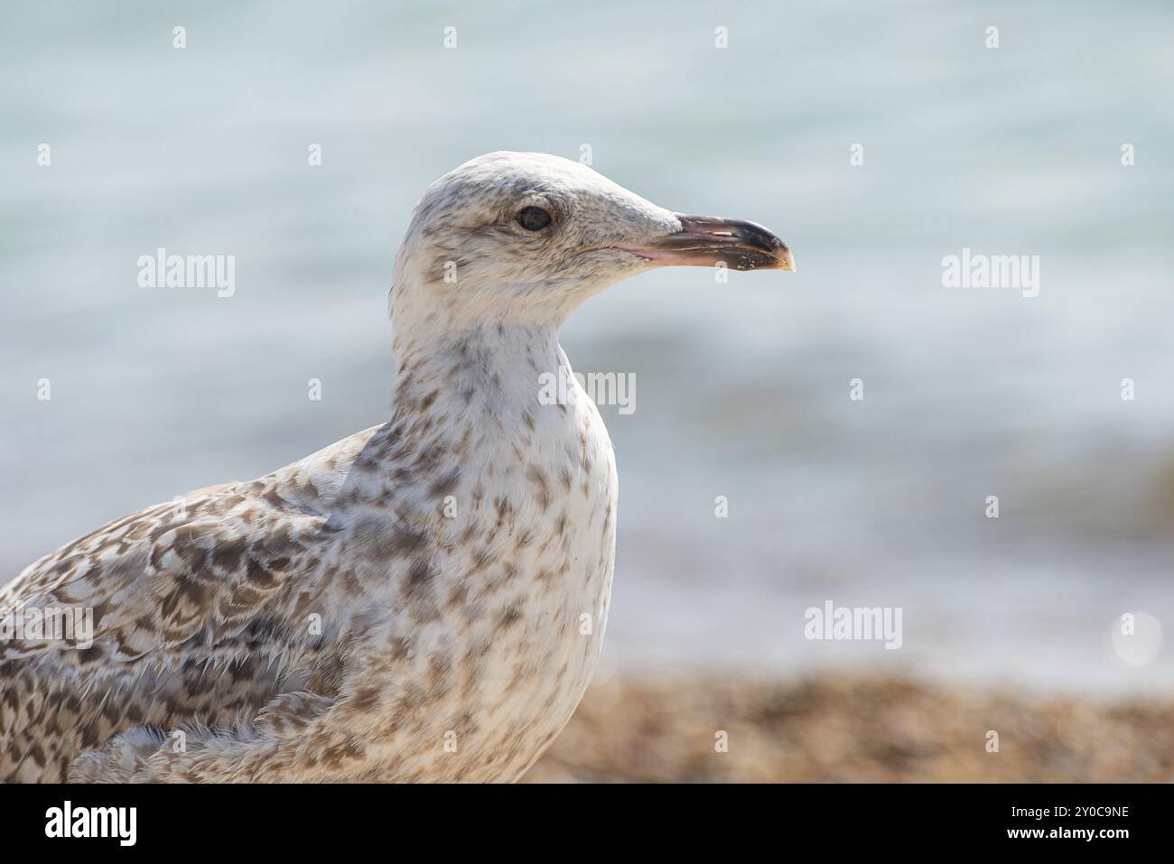 Young seagull walking on a sand beach Stock Photo