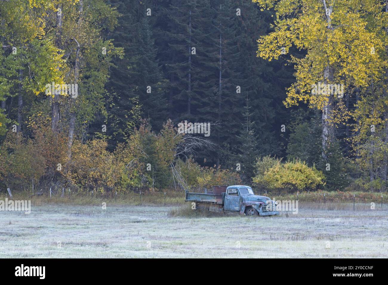 An old antique truck sits in a field by trees with yellow leaves in Autumn in north Idaho Stock Photo