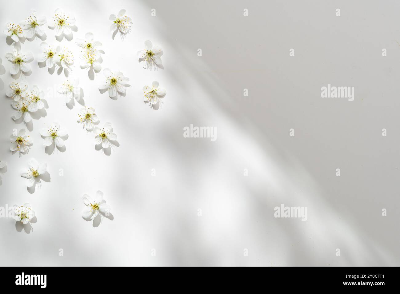 Delicate White Flowers Arranged Artistically on Light Background During ...