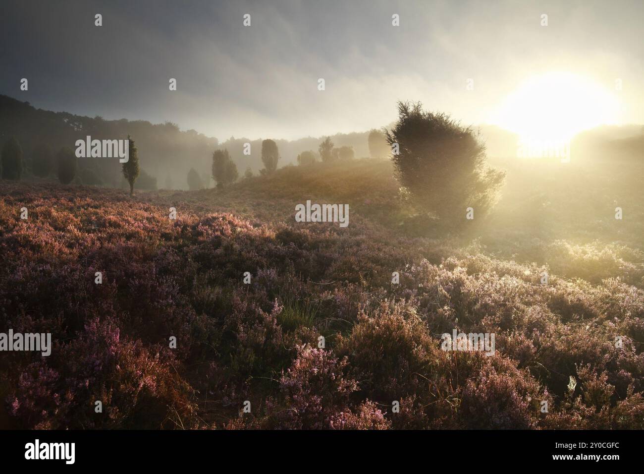 Misty gold sunrise over hills with heather and junipers Stock Photo - Alamy