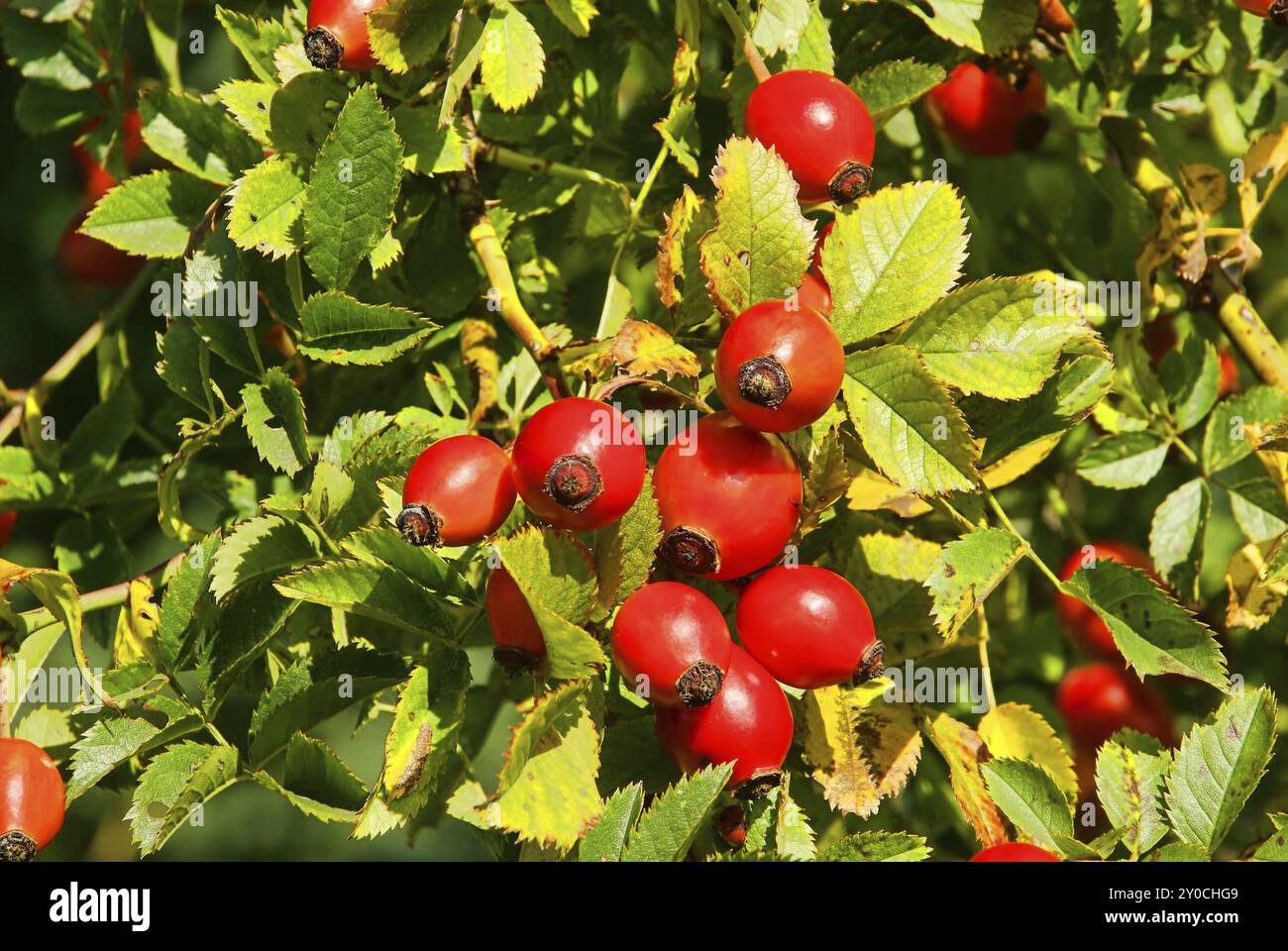 Rose hip teas hi-res stock photography and images - Alamy