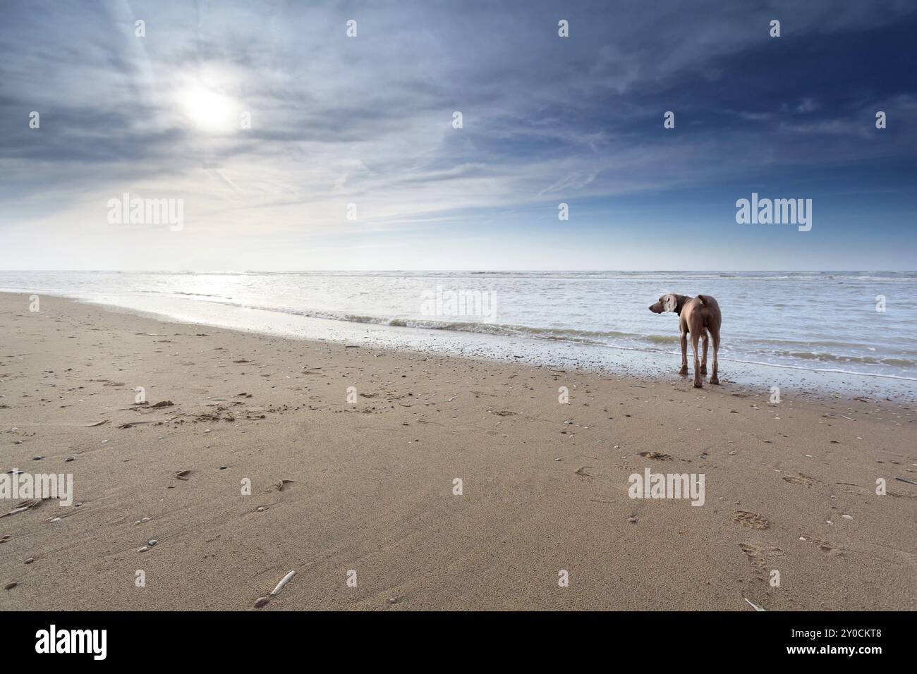 Dog on sand beach in sunshine, North Holland, Netherlands Stock Photo