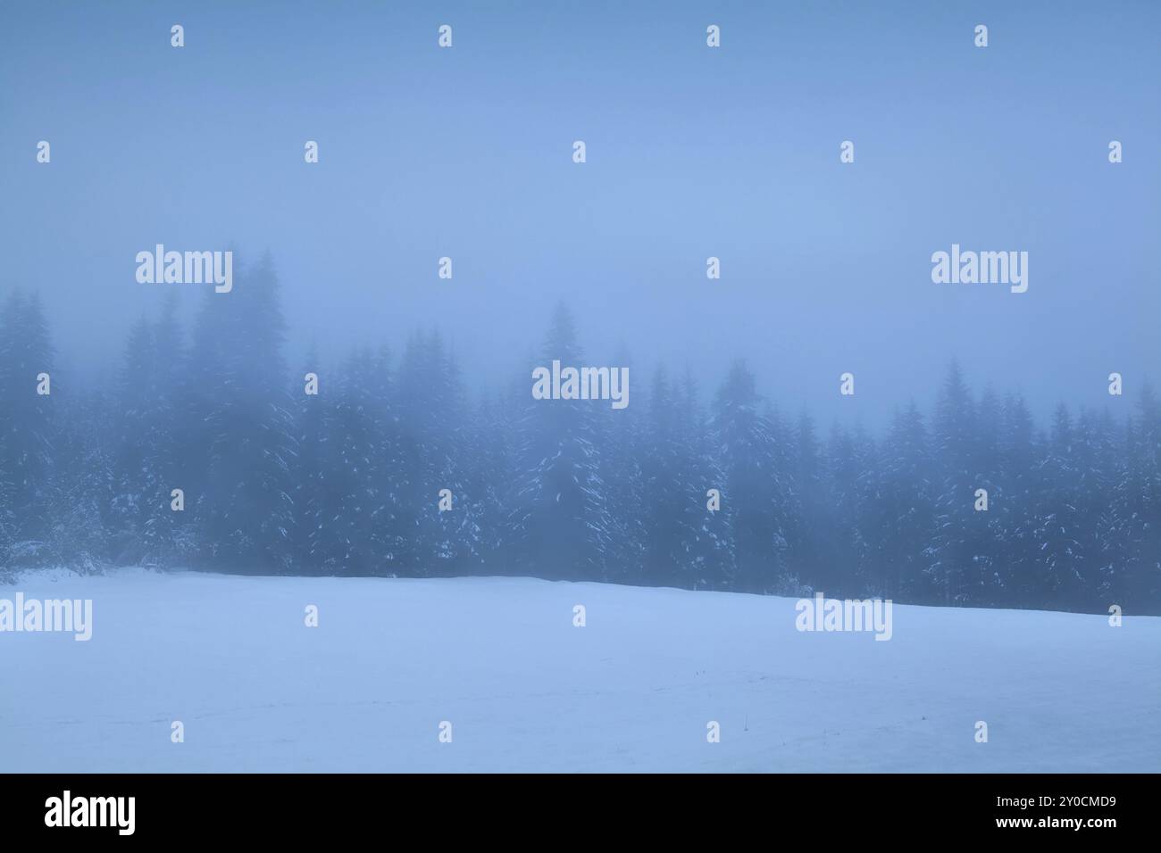 Thick fog covered coniferous hi-res stock photography and images - Alamy