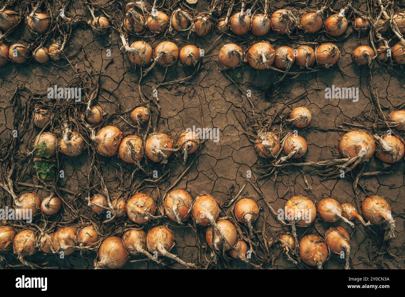 Onion farmland crop field hi-res stock photography and images - Alamy