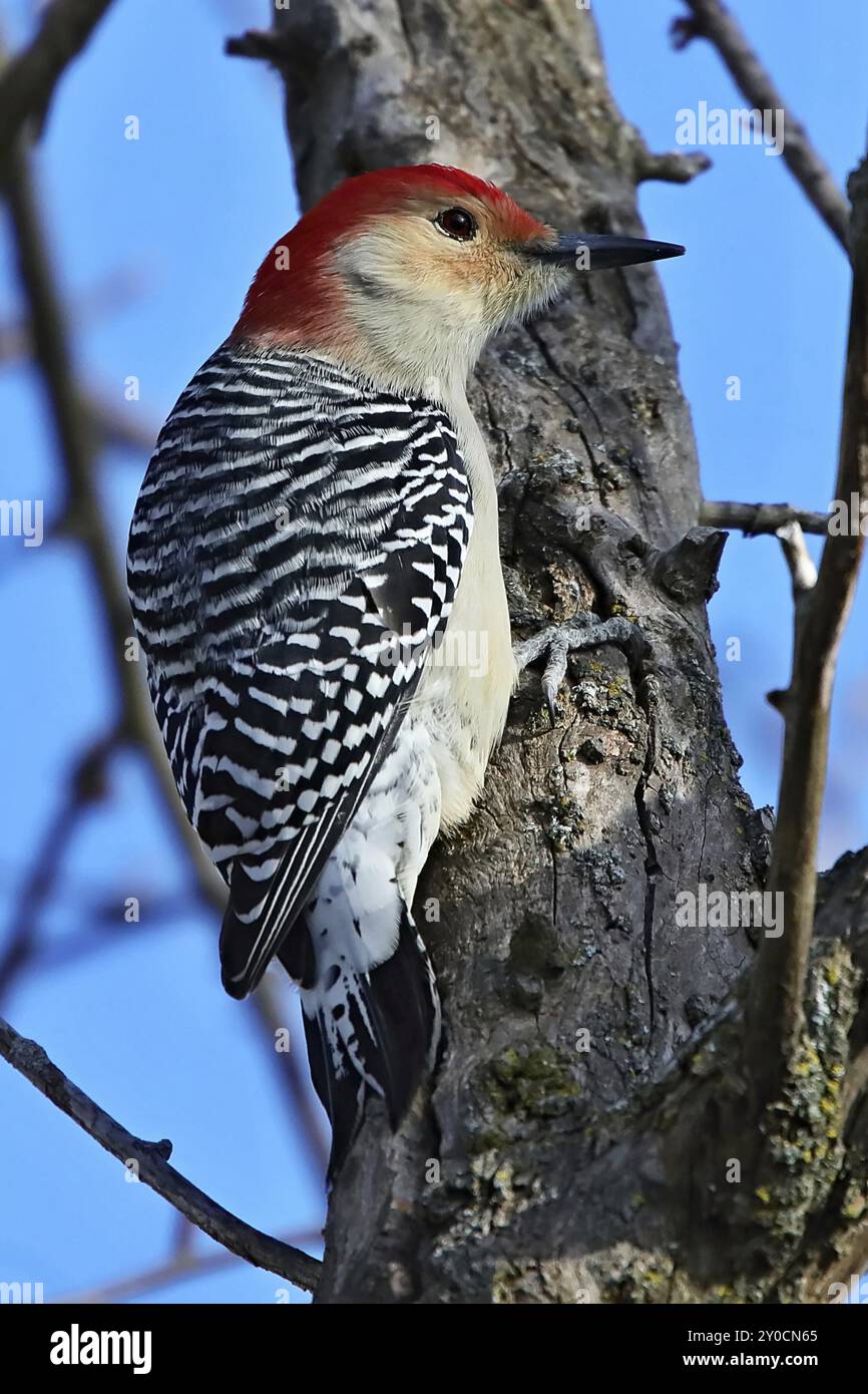 The red-bellied woodpecker (Melanerpes carolinus) . Is a medium-sized woodpecker.American bird occurring mainly in the eastern United States Stock Photo