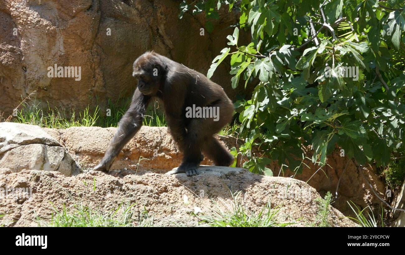 Los Angeles, California, USA 30th August 2024 Western Lowland Gorilla ...