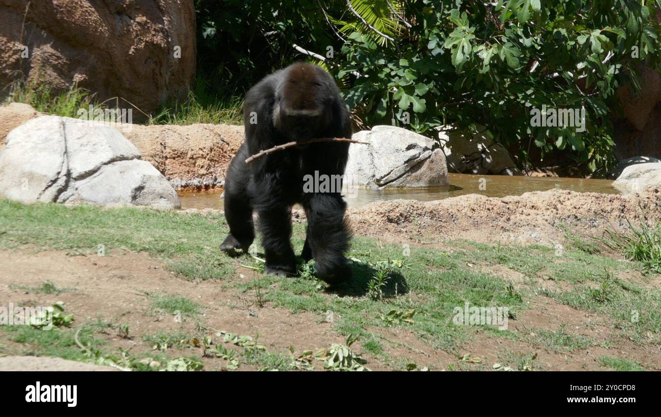 Los Angeles, California, USA 30th August 2024 Western Lowland Gorilla ...
