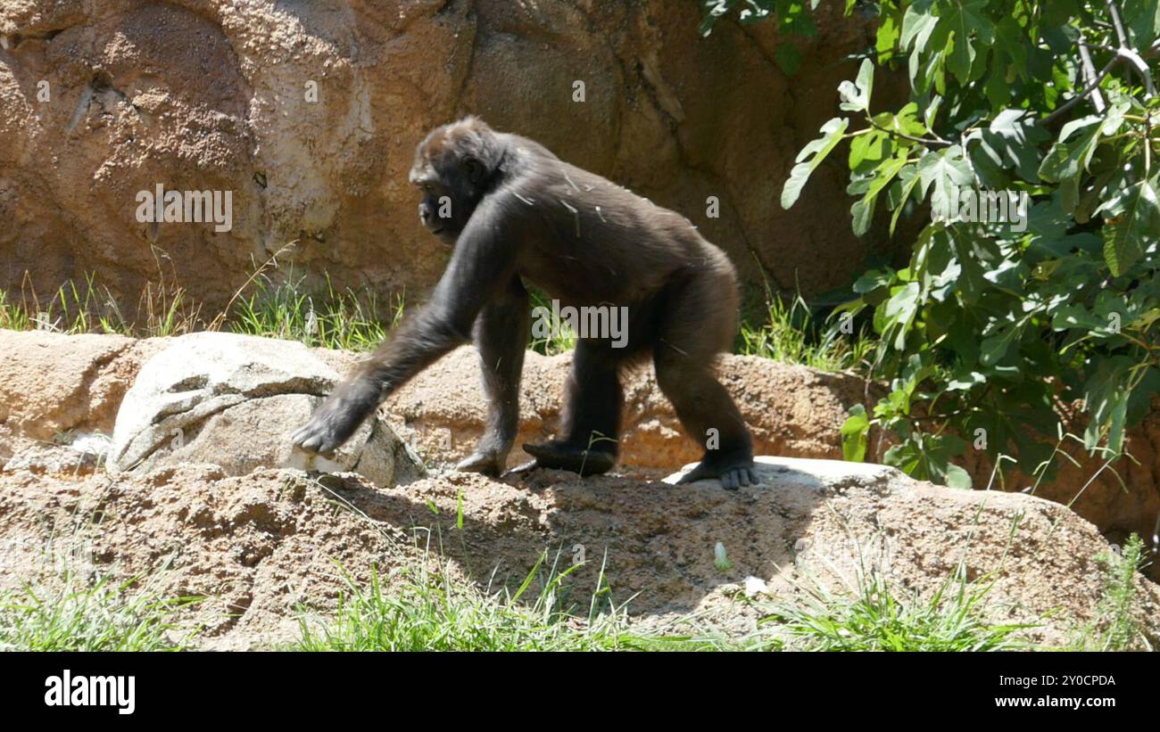 Los Angeles, California, USA 30th August 2024 Western Lowland Gorilla ...