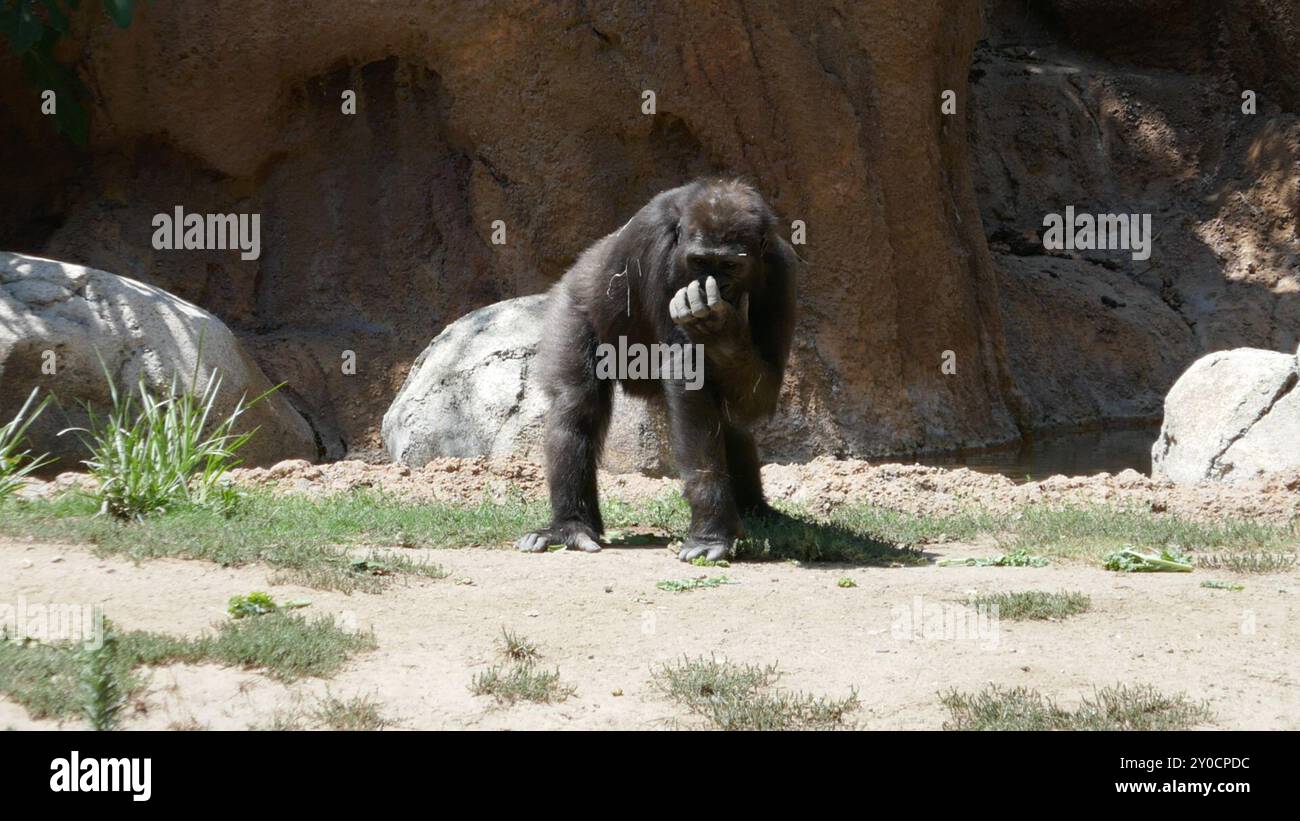 Los Angeles, California, USA 30th August 2024 Western Lowland Gorilla ...
