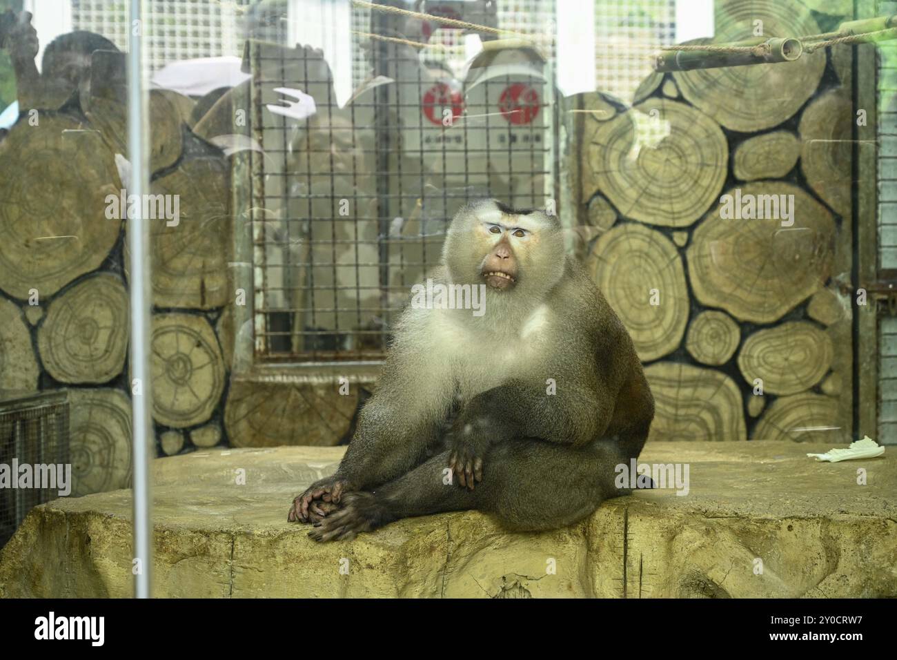 Guiyang, China. 02nd Sep, 2024. GUIYANG, CHINA - AUGUST 22, 2024 - People  gather in front of the celebrity monkey 