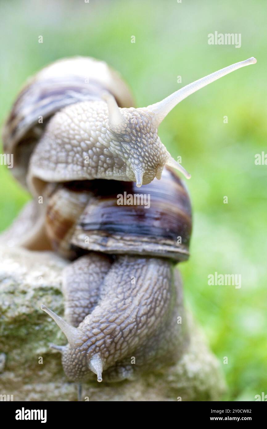 Snail on a green grass slowly creeping Stock Photo - Alamy