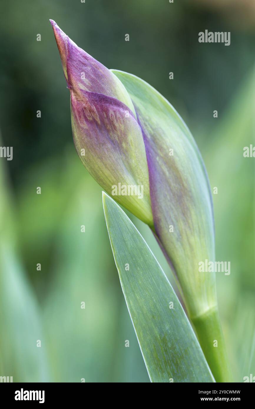 Lucioles Iris Socks Bud main image 1