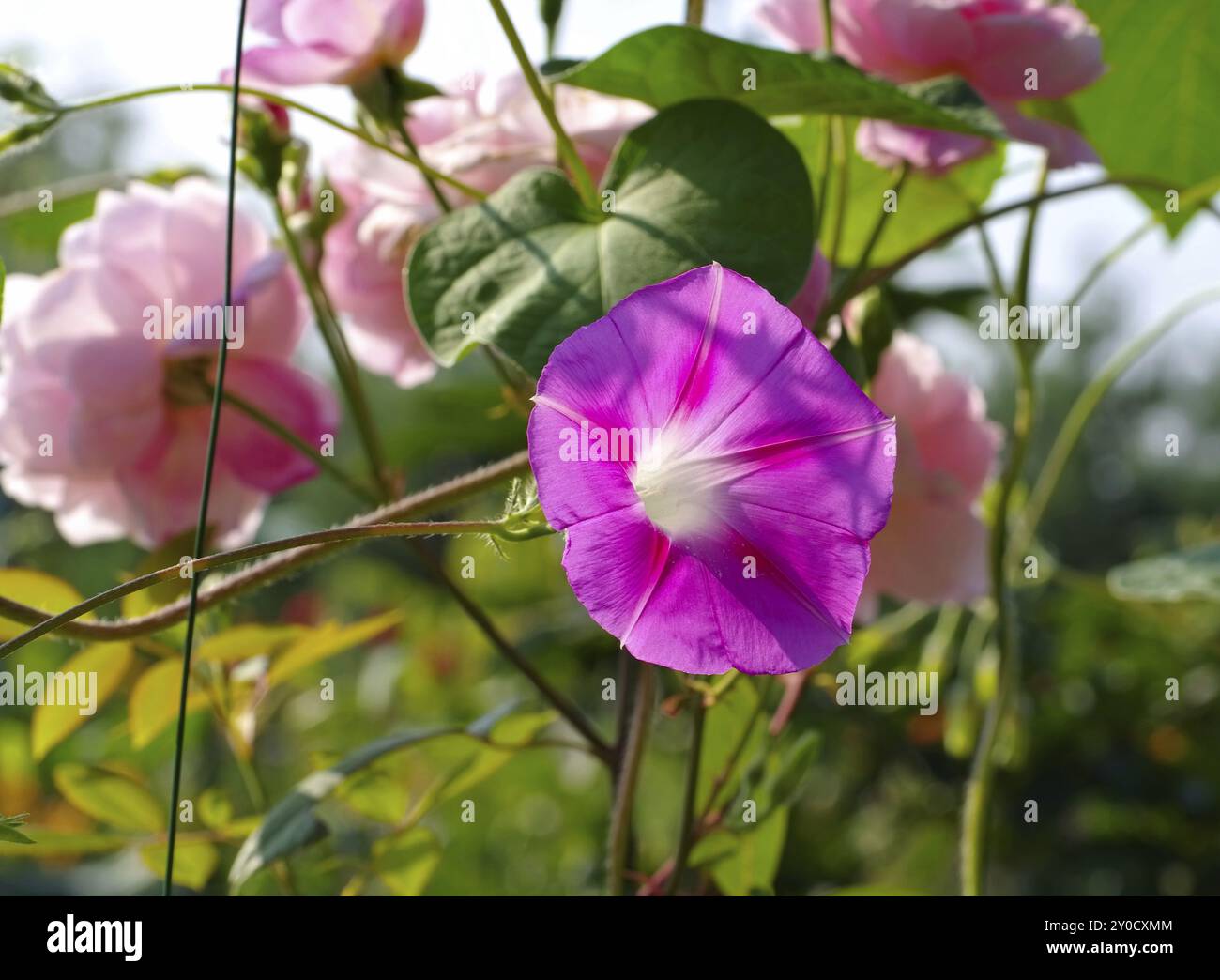 Showy bindweed on a wooden fence, Ipomoea tricolor flower in summer garden Stock Photo