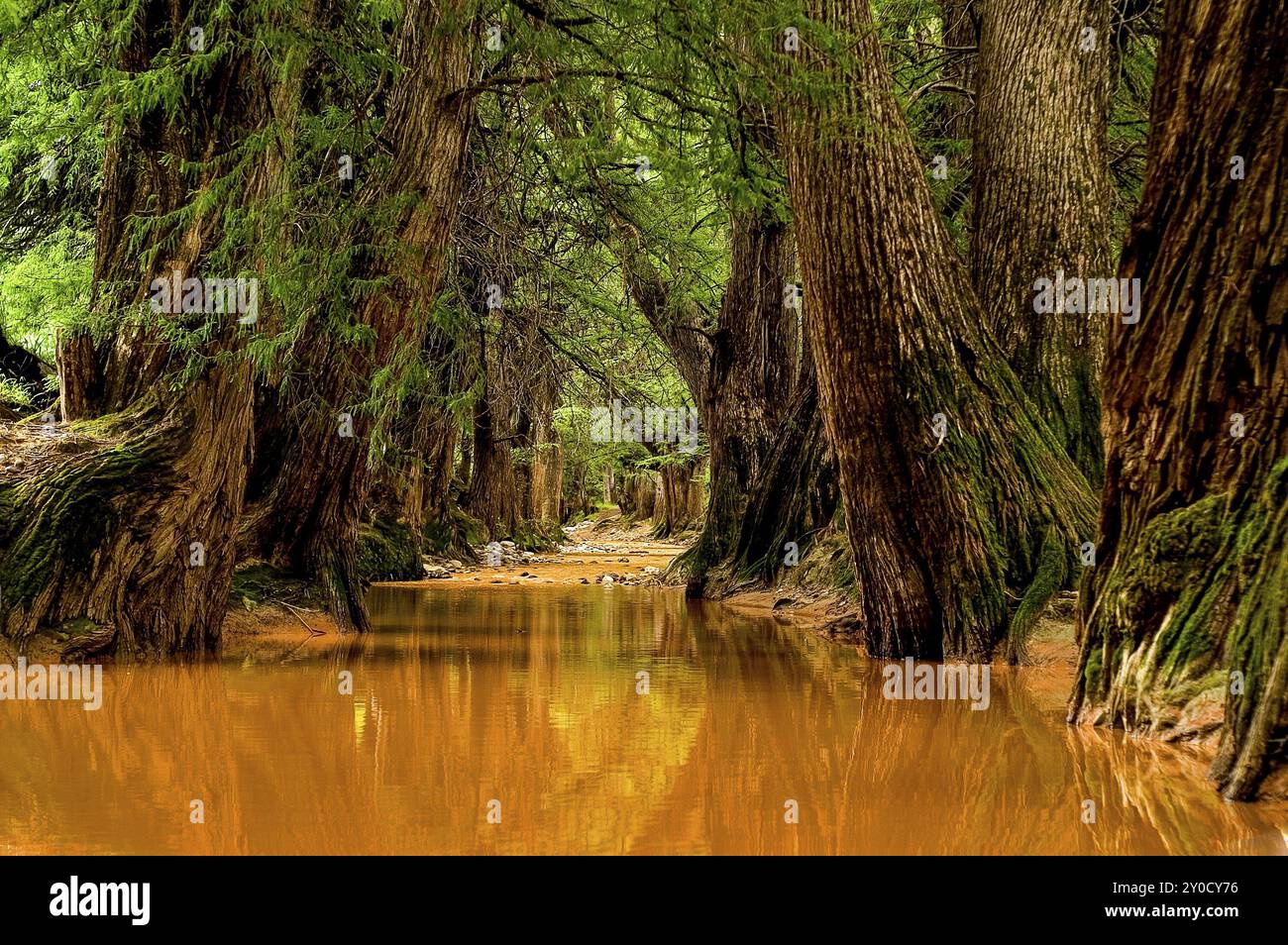Ahuehuetes next to a grown river, Taxodium mucronatum, Mixteca. State ...