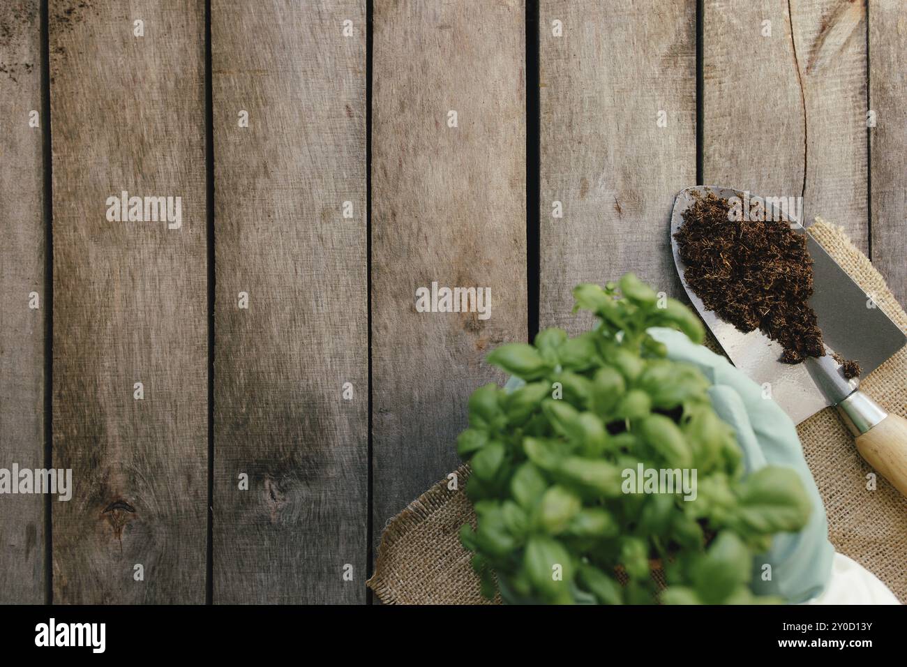 Gardening hobby concept. Hands holding eco pot with green plant, shovel on wooden background. Stock Photo