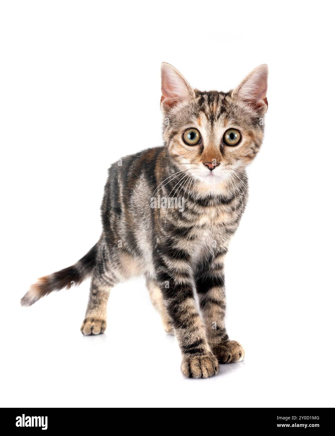 young cat in front of white background Stock Photo - Alamy