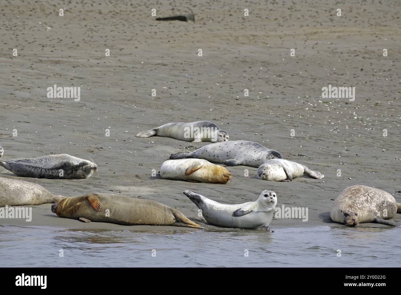 Seal relaxing denmark hi-res stock photography and images - Alamy