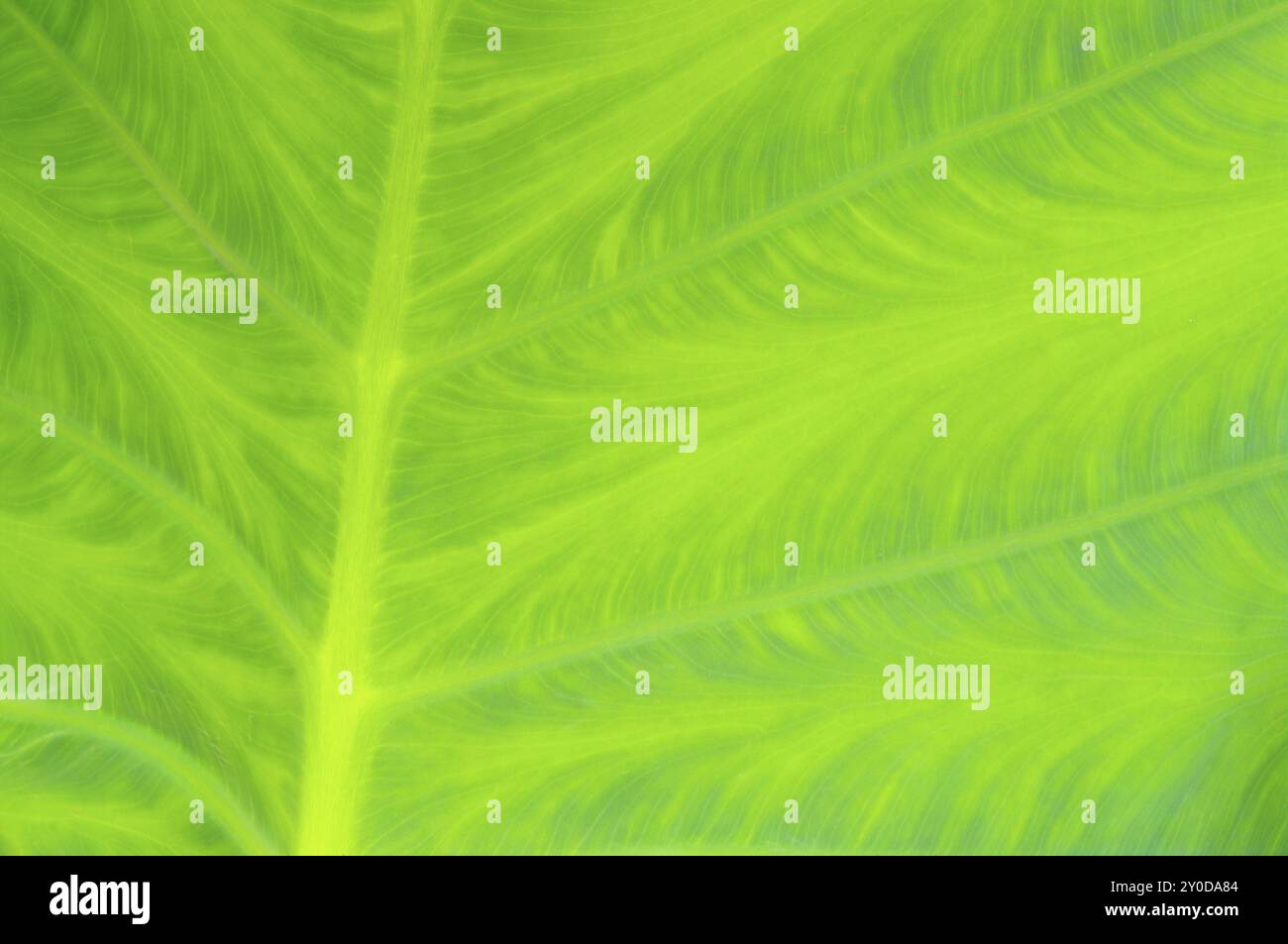 Leaf vein, leaf vein 01 Stock Photo Alamy