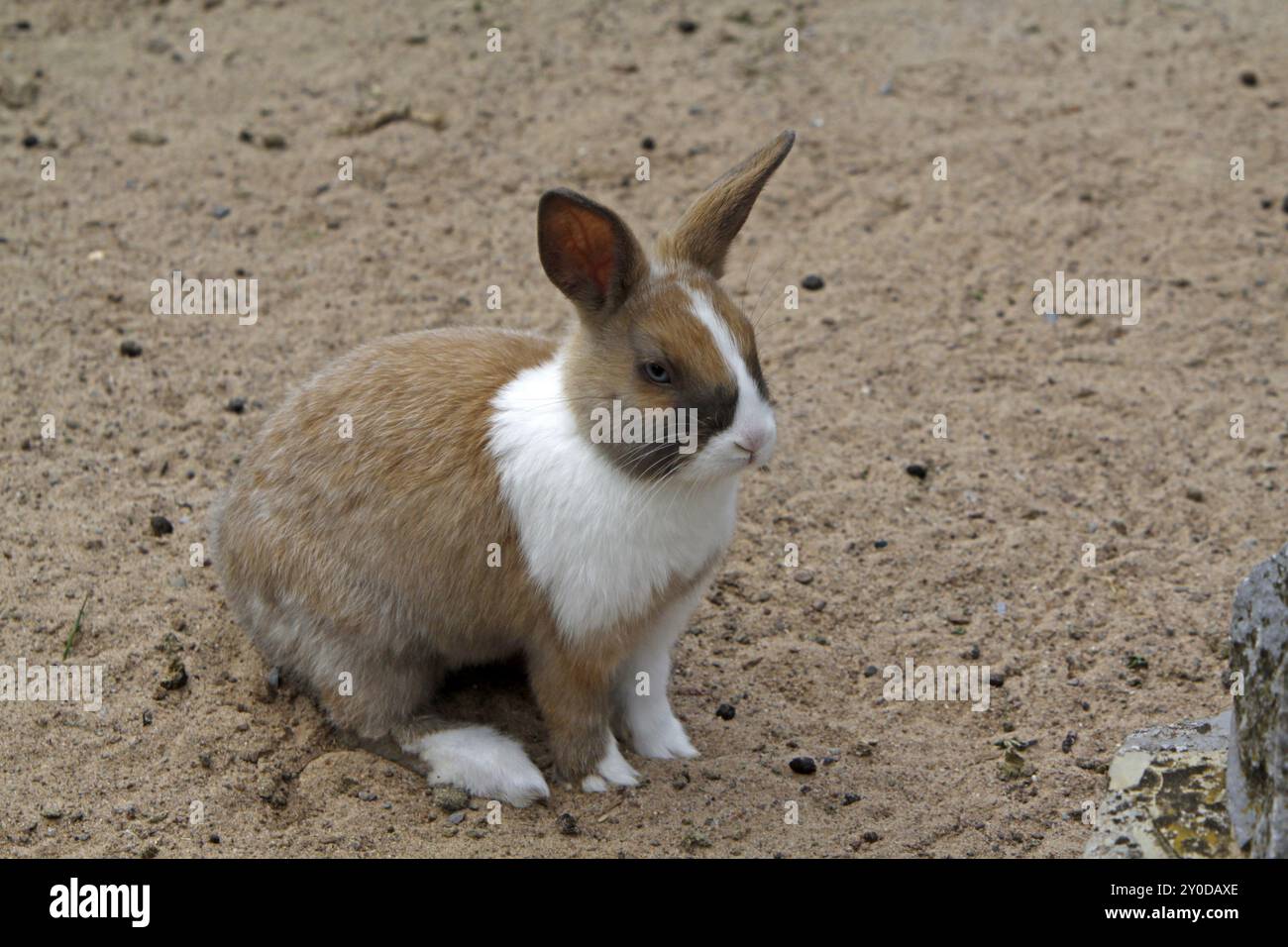 Cluj Rabbit Cuddly rabbit childs toy hi-res stock photography and images - Alamy