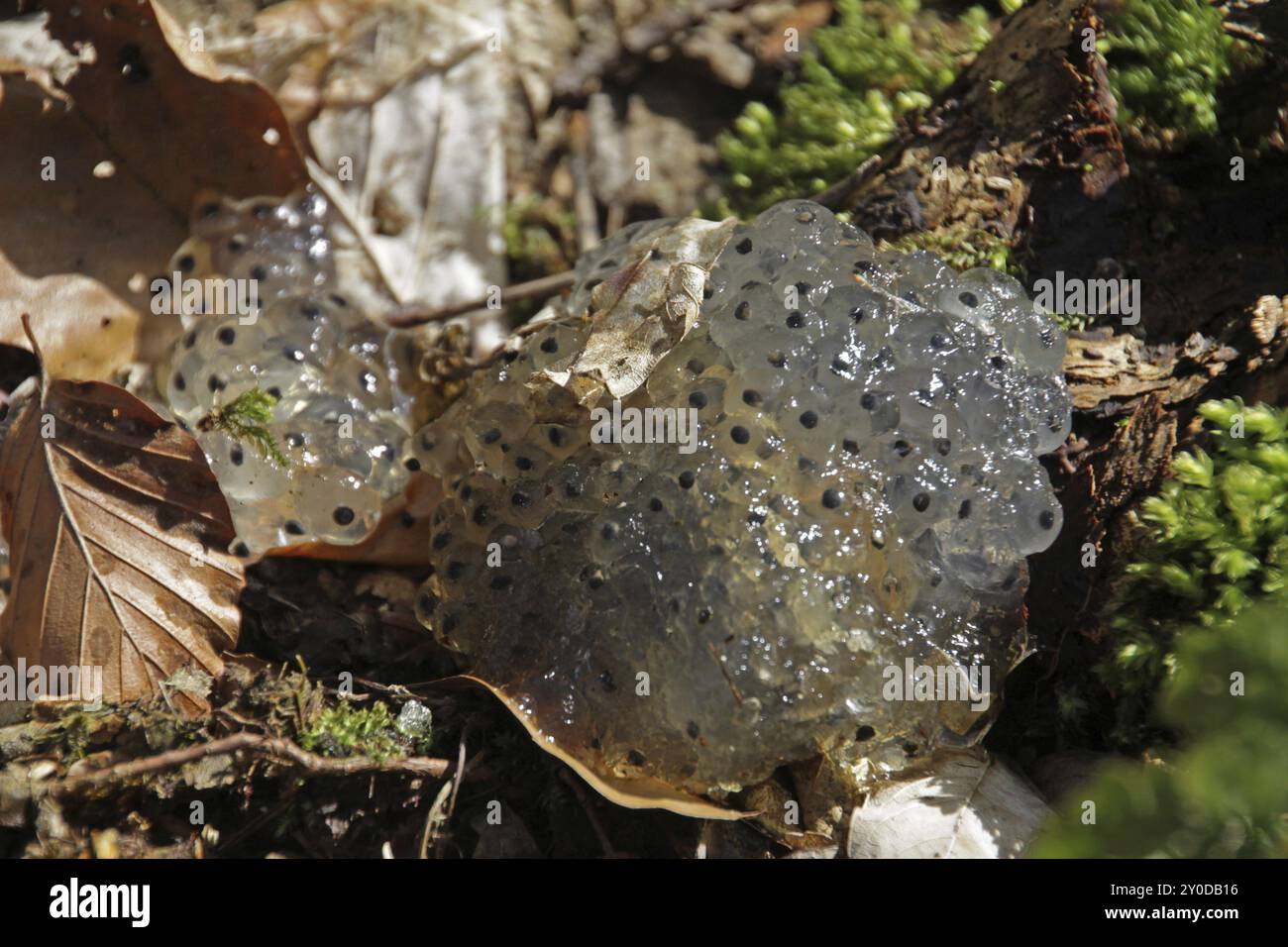 Frogspawn on a pond bank Stock Photo