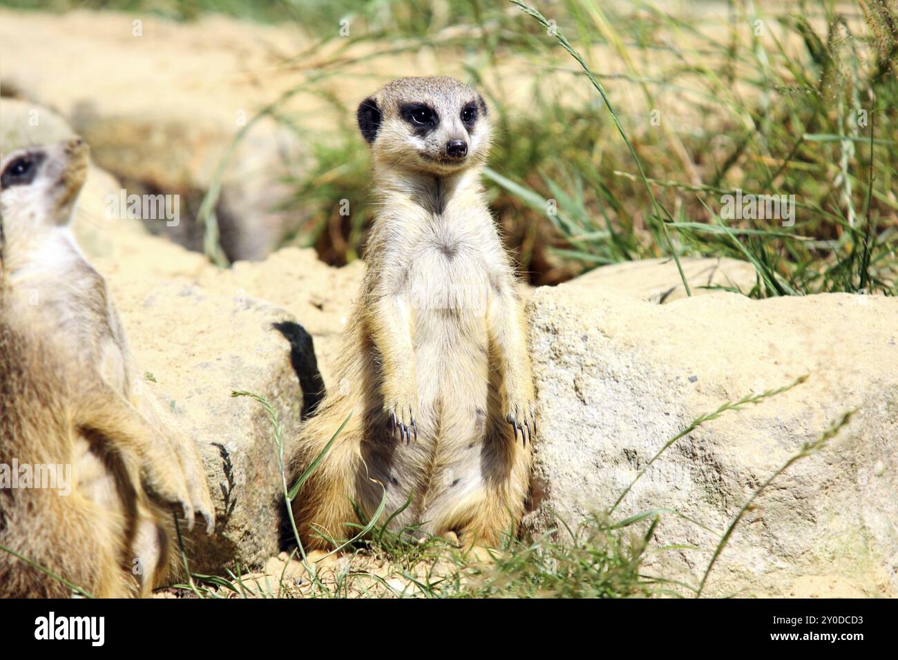 The meerkat or suricate sitting on the sand Stock Photo - Alamy