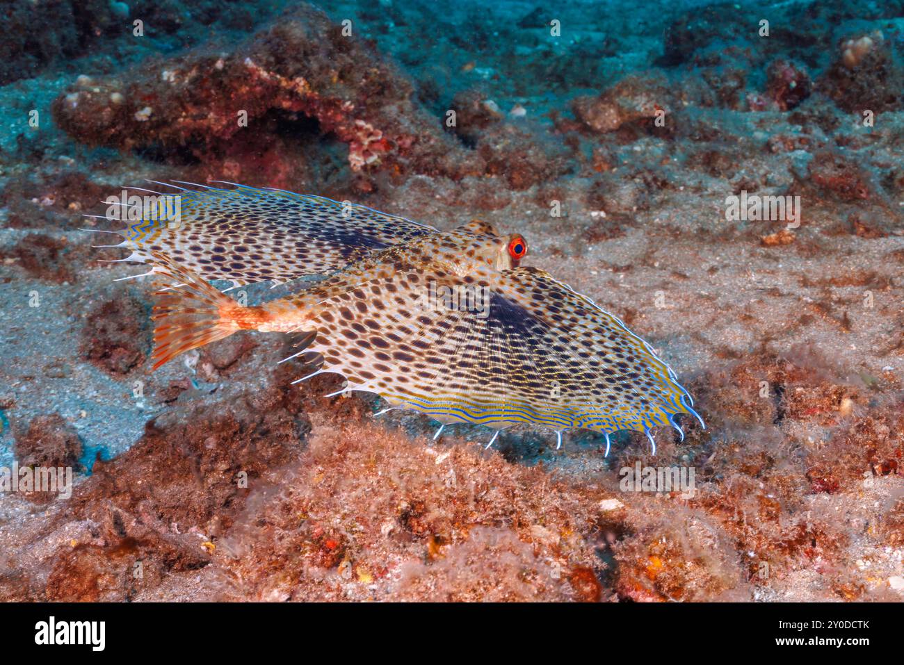 The oriental flying gurnard, Dactylopterus orientalis, is remarkable for its enormous pectoral fins. When spread, they have the form of rounded fanlik Stock Photo