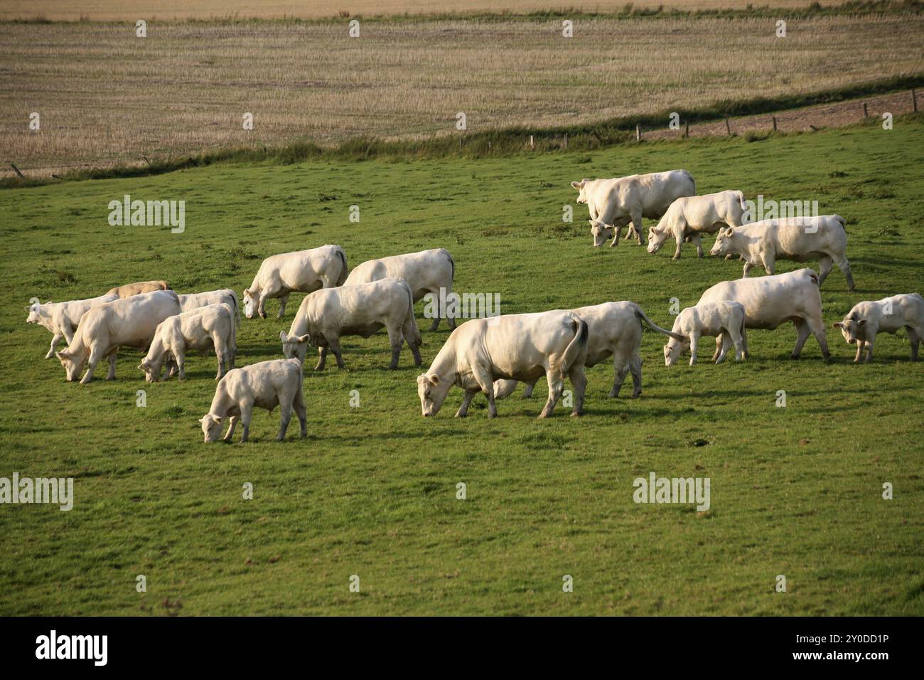 Jersey cattle on a pasture Stock Photo - Alamy