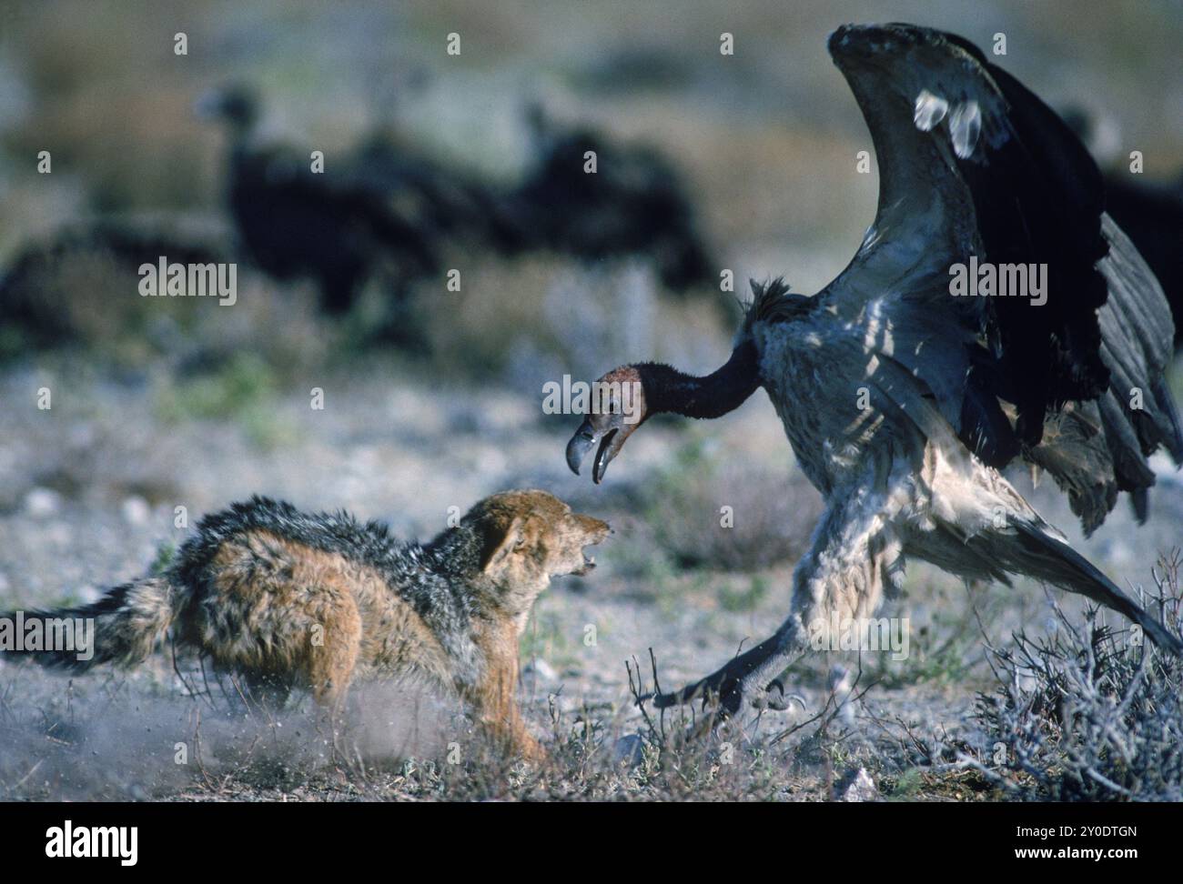 Jackal vulture hi-res stock photography and images - Alamy