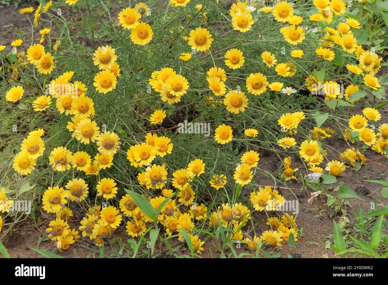 Pharmacy chamomile is blooming. Romantic plants. Yellow floral background. Cottage garden. Stock Photo