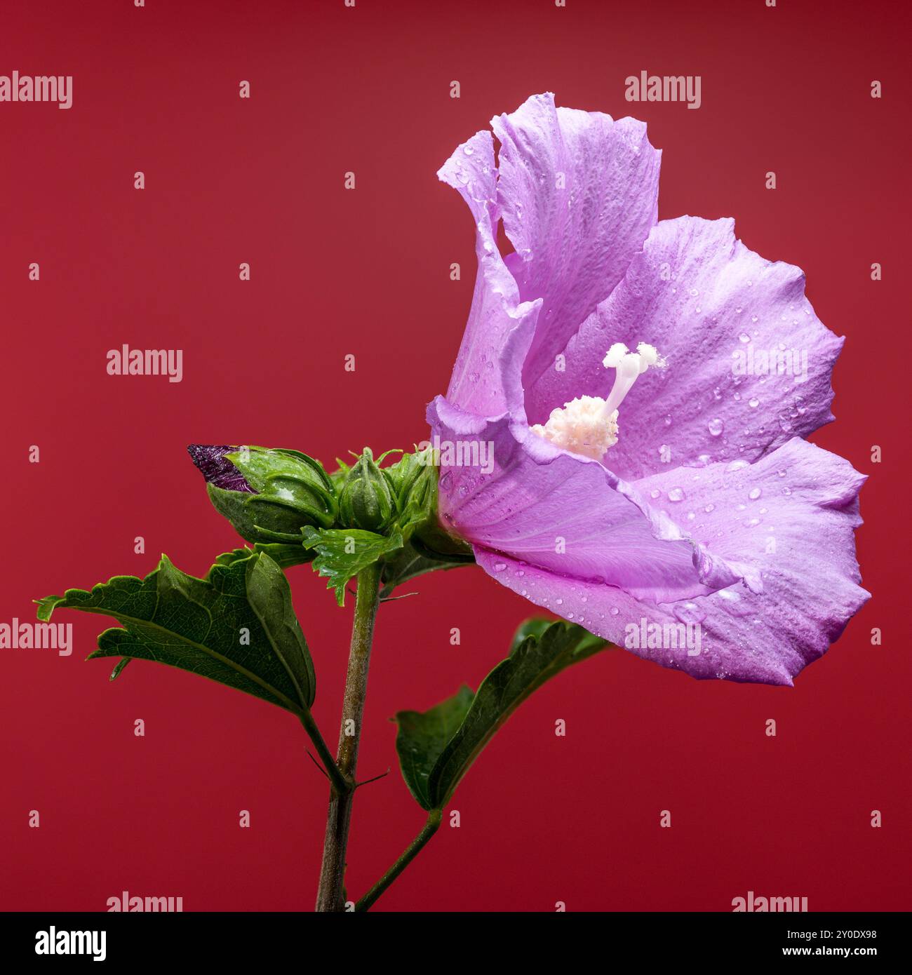 Blooming pink Hibiscus syriacus on a red background Stock Photo - Alamy