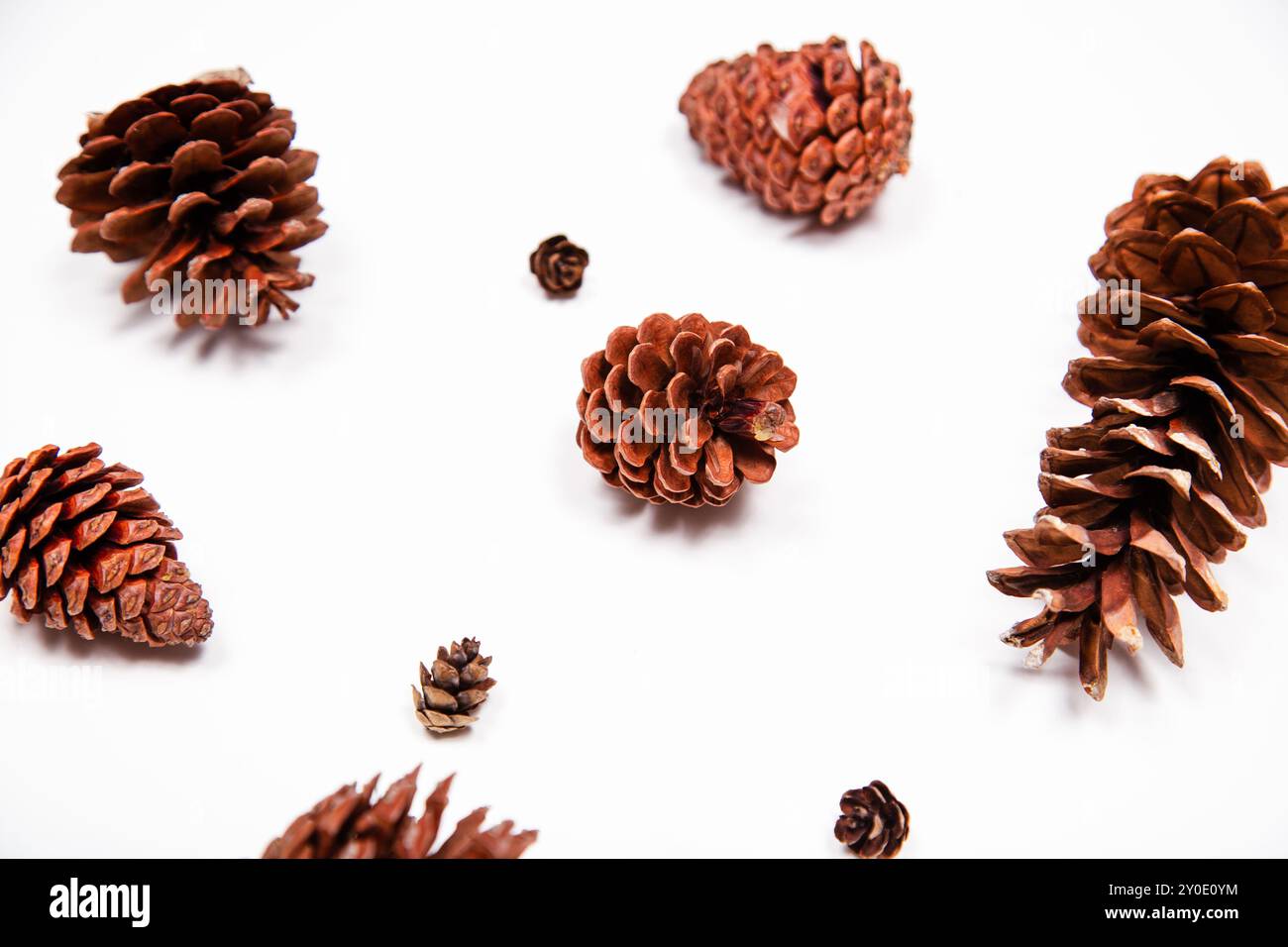 Various sized pinecones laid out on a white background Stock Photo