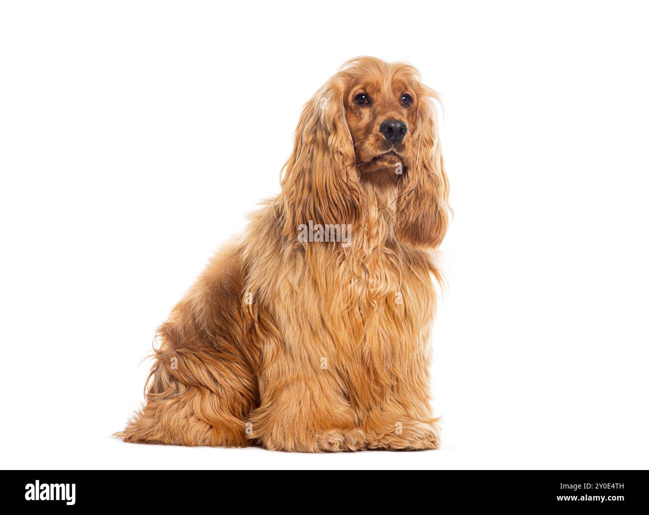 Sitting Red Cocker spaniel looking away, sitting, isolated on white Stock Photo