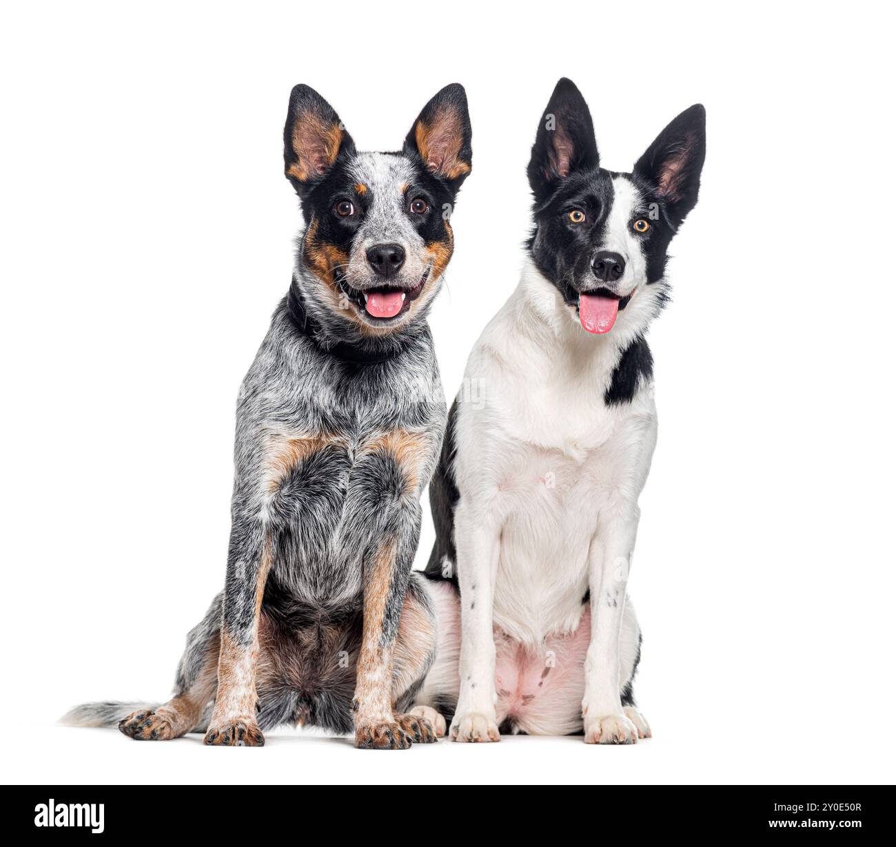 Bouvier australien — Wikipédia, image size:1300x1230