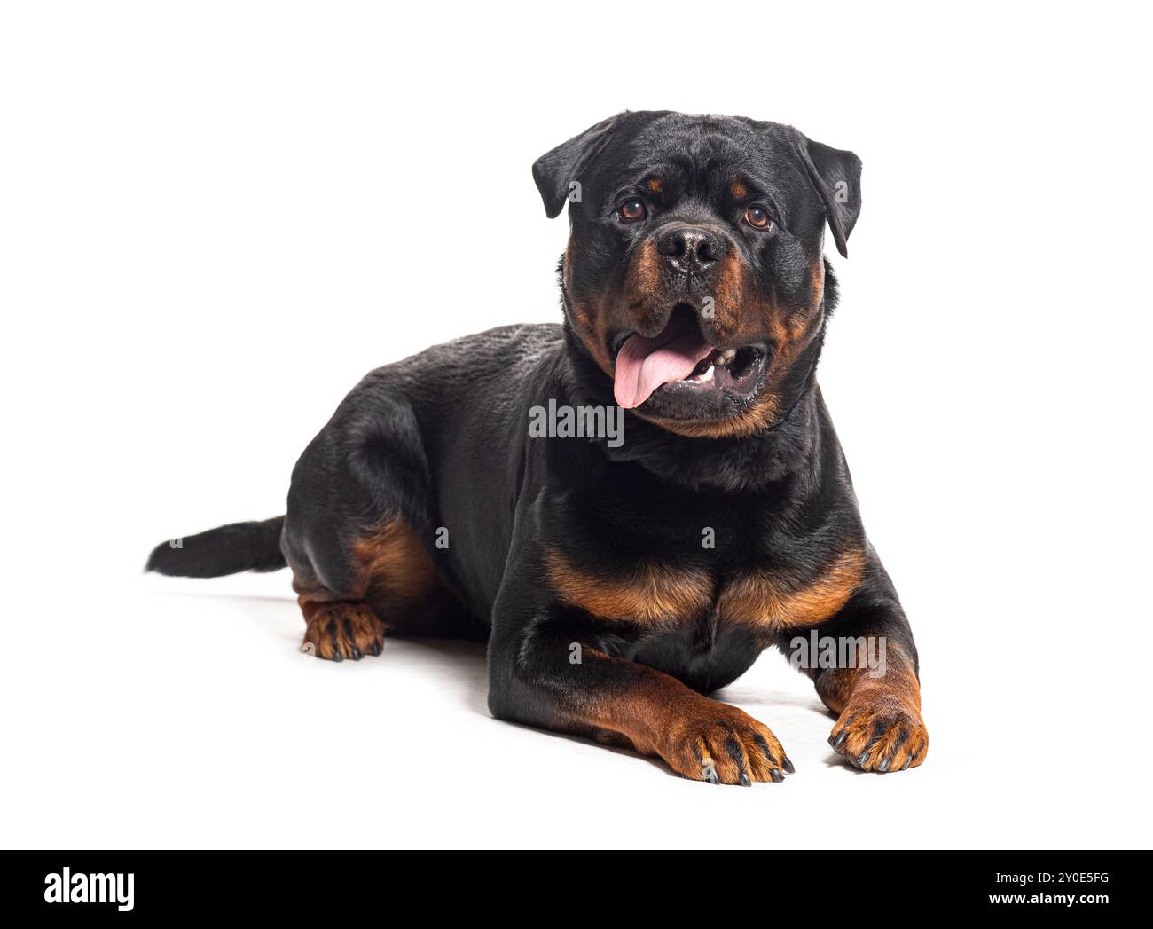 Rottweiler dog tongue out hi-res stock photography and images - Alamy