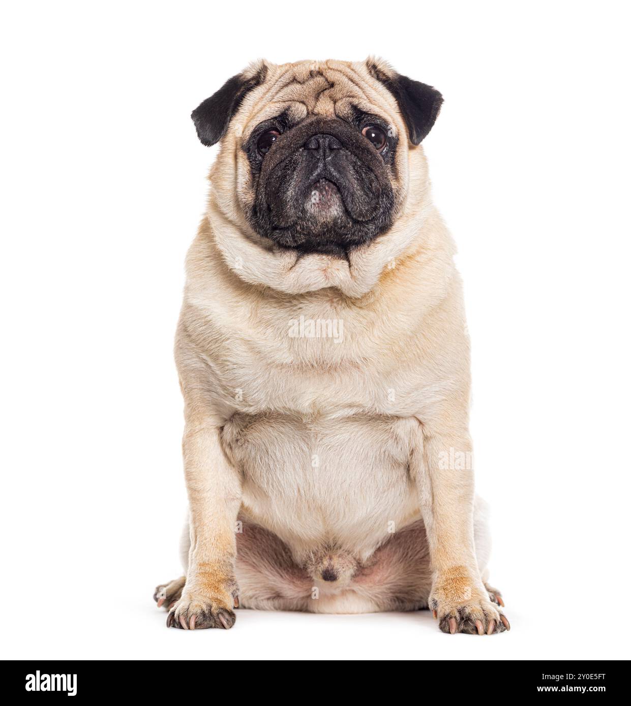 Pug sitting and facing at the camera, isolated on white Stock Photo - Alamy