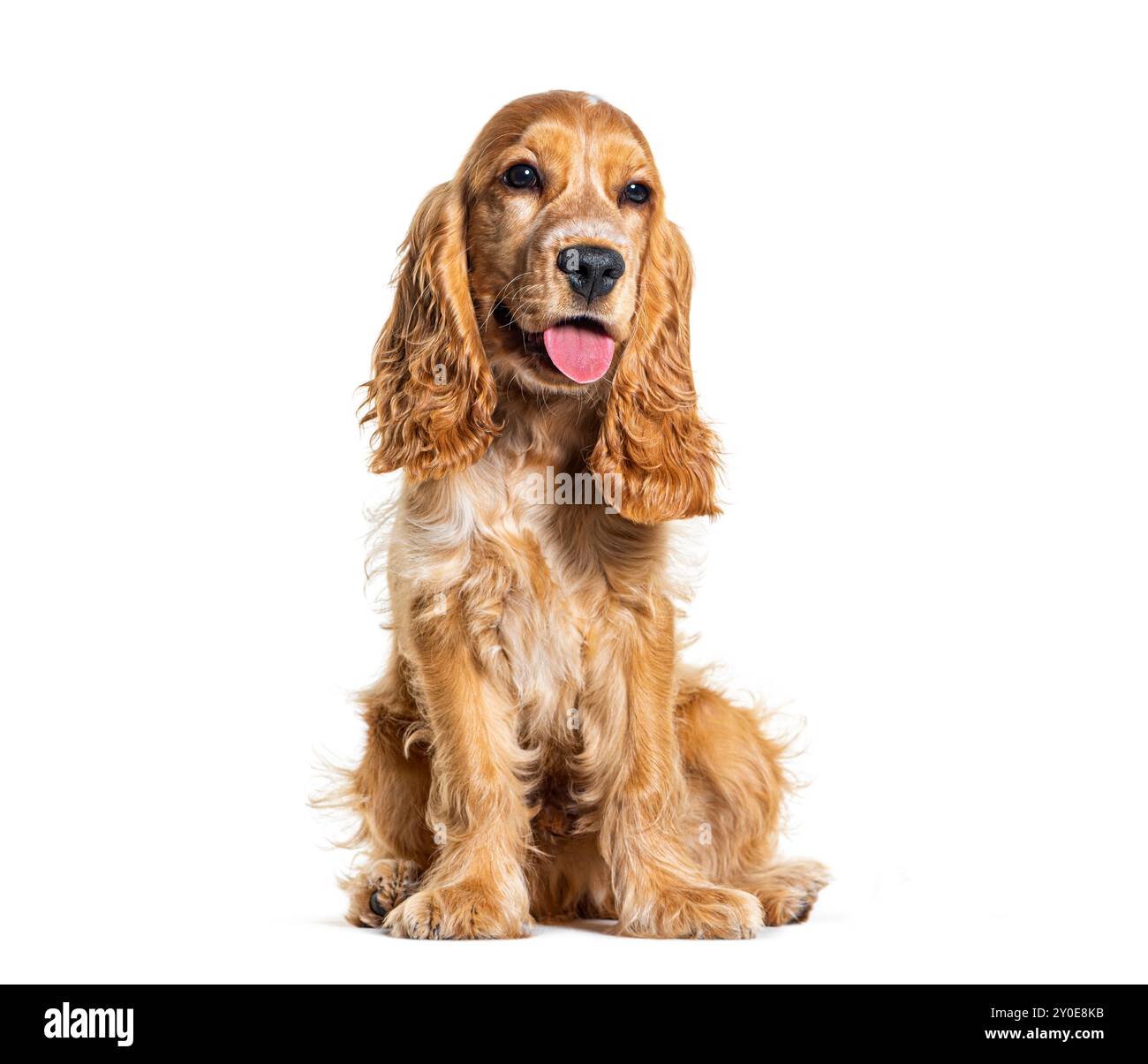 Sitting English cocker spaniel looking away, isolated on white Stock ...