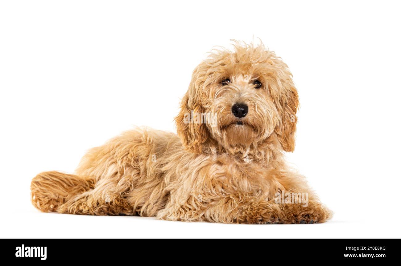 Labradoodle looking at the camera, isolated on white Stock Photo