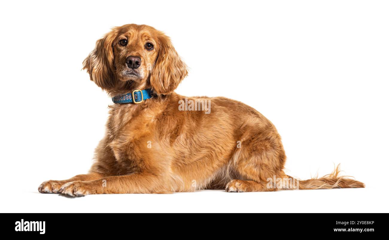 Cockapoo wearing a bleue collard, isolated on white Stock Photo - Alamy