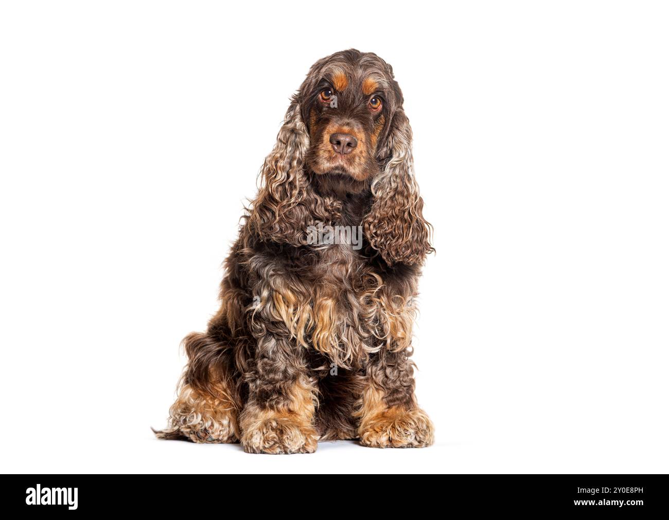 Sitting English cocker spaniel looking at the camera, isolated on white ...