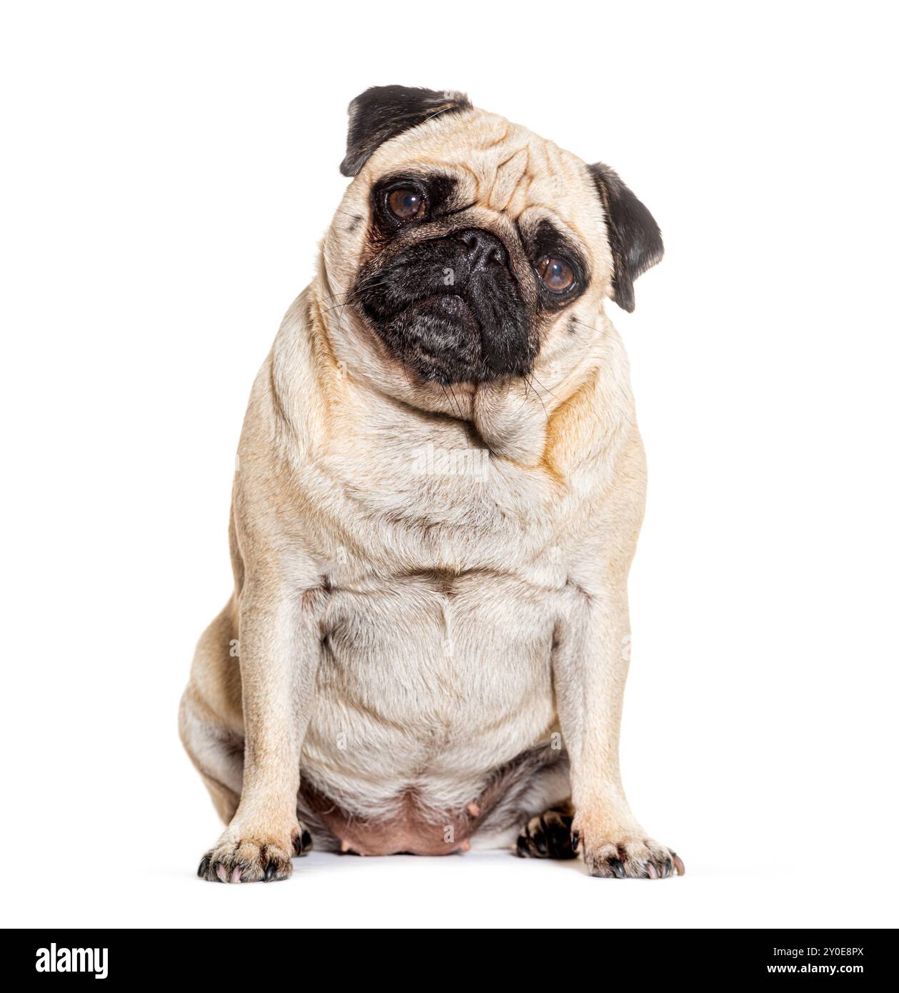 Pug sitting looking at he camera against white background Stock Photo ...