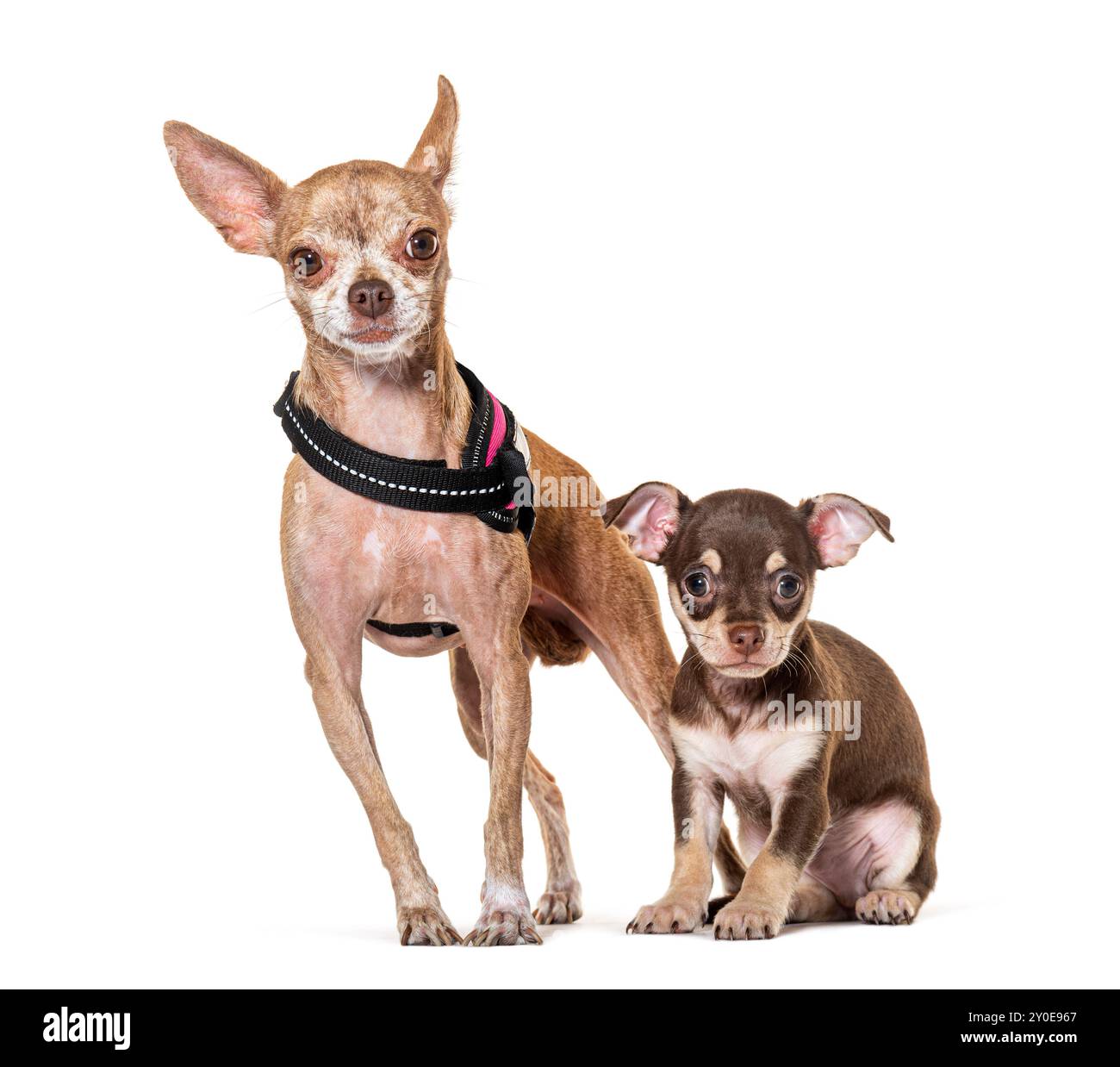 Dog wearing harness hi-res stock photography and images - Alamy