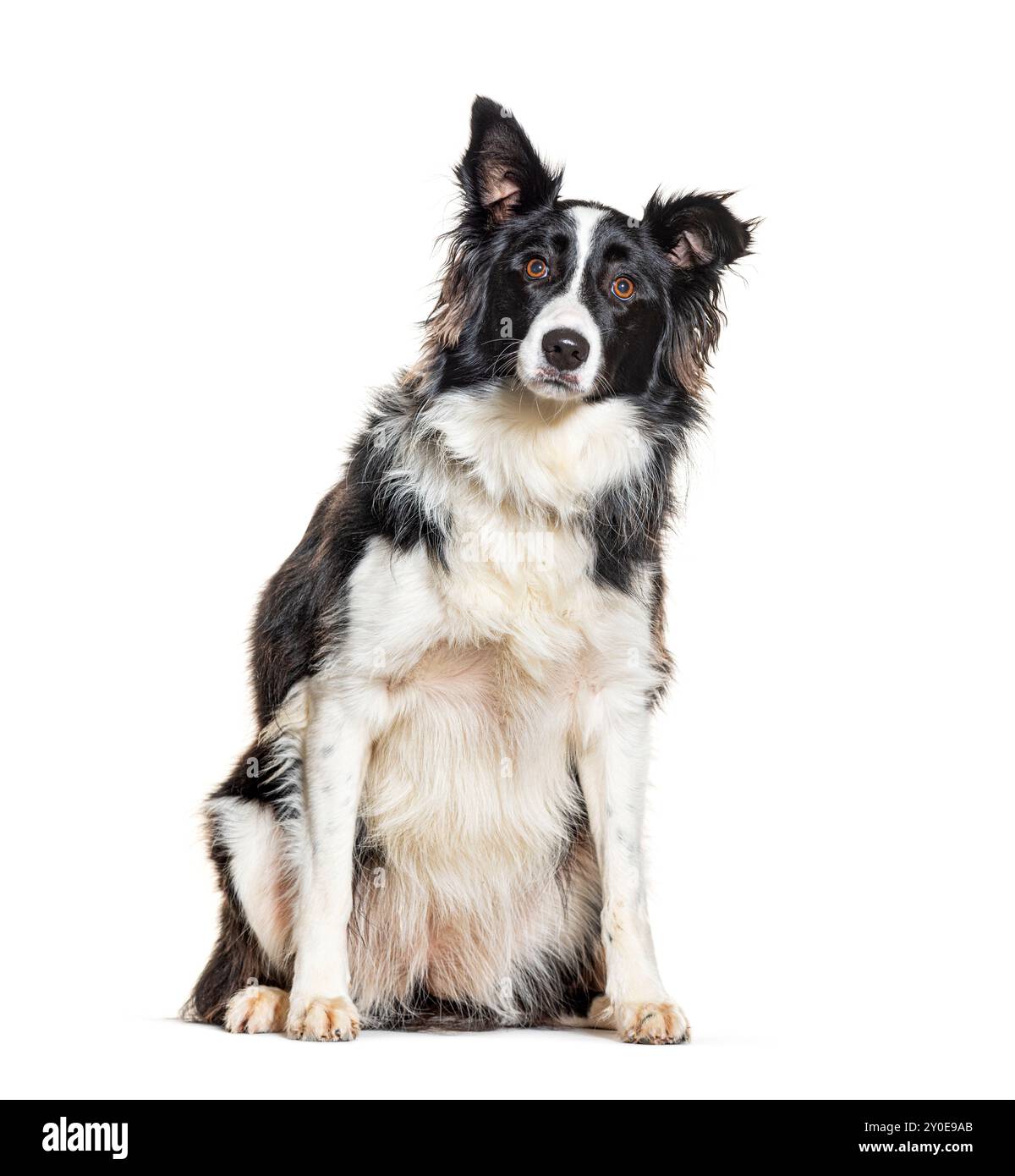 Border Collie, isolated on white Stock Photo