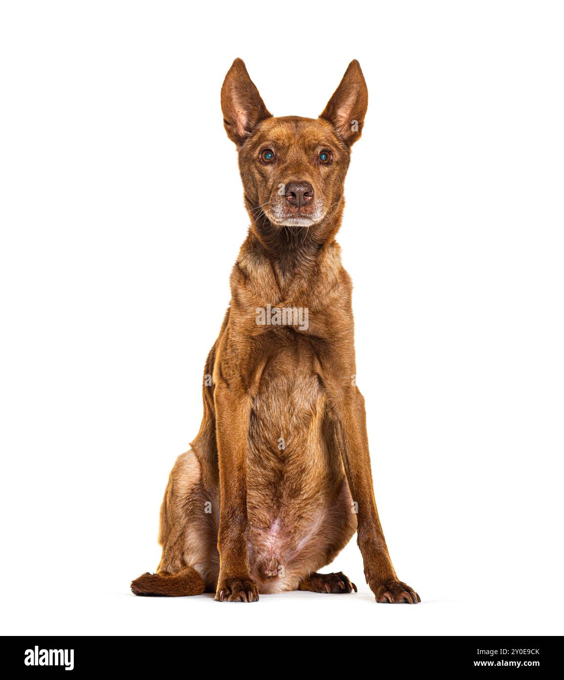 Labrodor R Border Borador, Crossbreed between Border Collie with labrador retriever ...