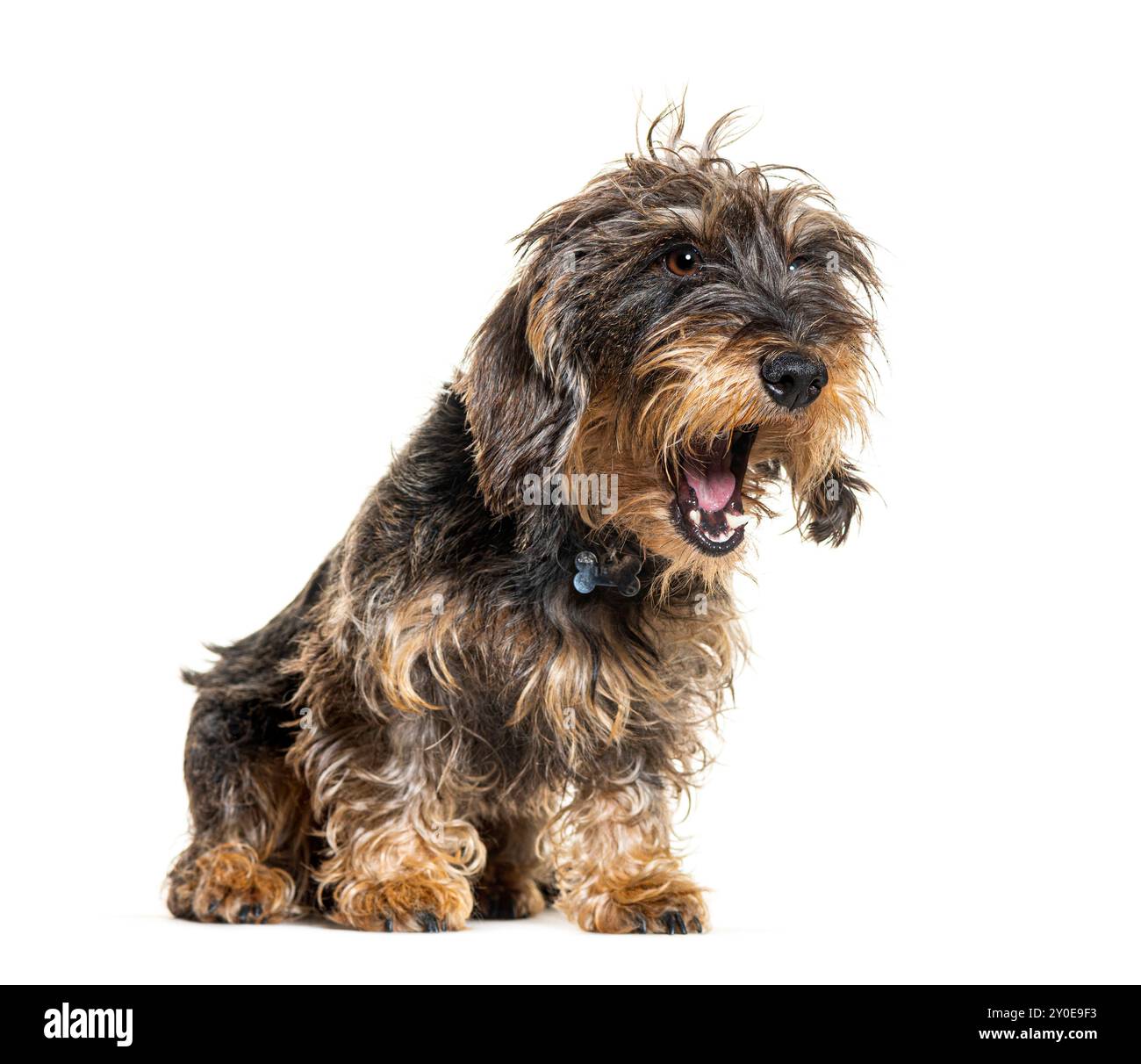 Dachshund dog barking mouth wide open, isolated on white Stock Photo