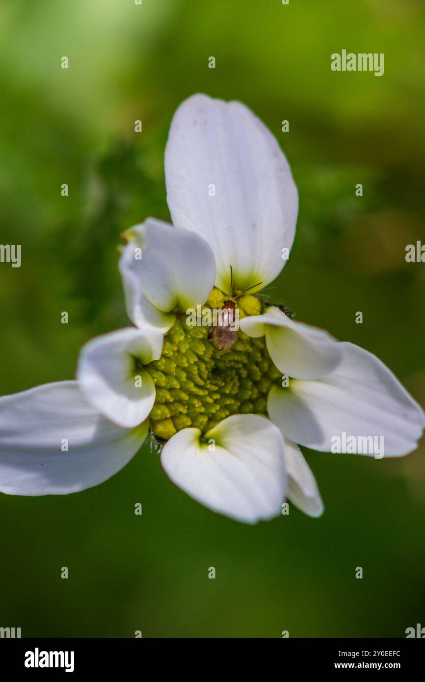 Cucujiform beetles hi-res stock photography and images - Alamy