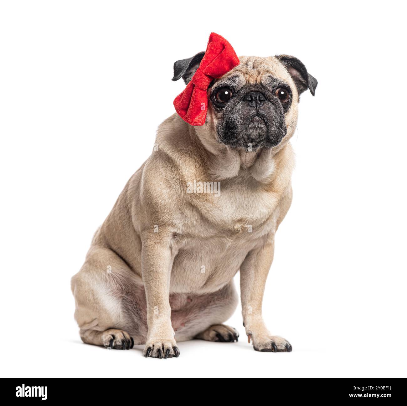 Sitting Pug with a red bow, isolated on white Stock Photo